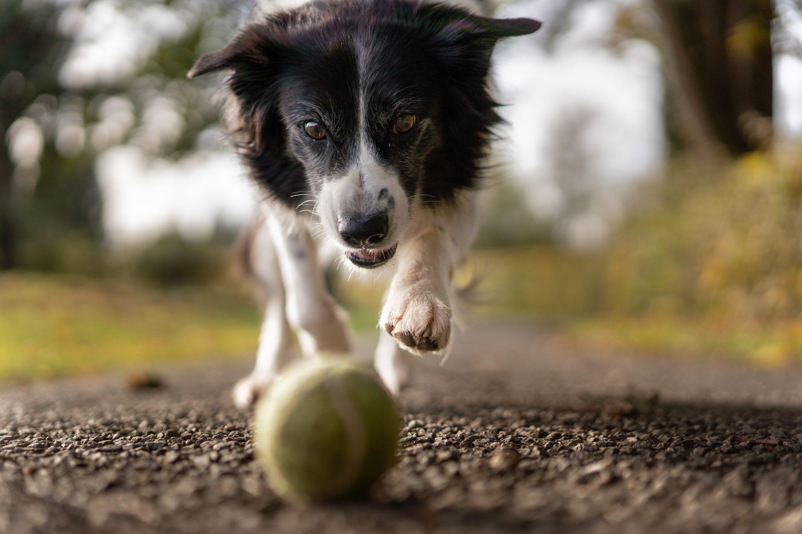 Rehabilitation | Magnolia Veterinary Surgery